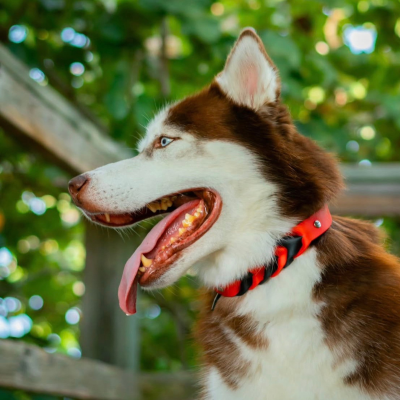 Two Toned Braided Collar (Waterproof + Odor-Proof)