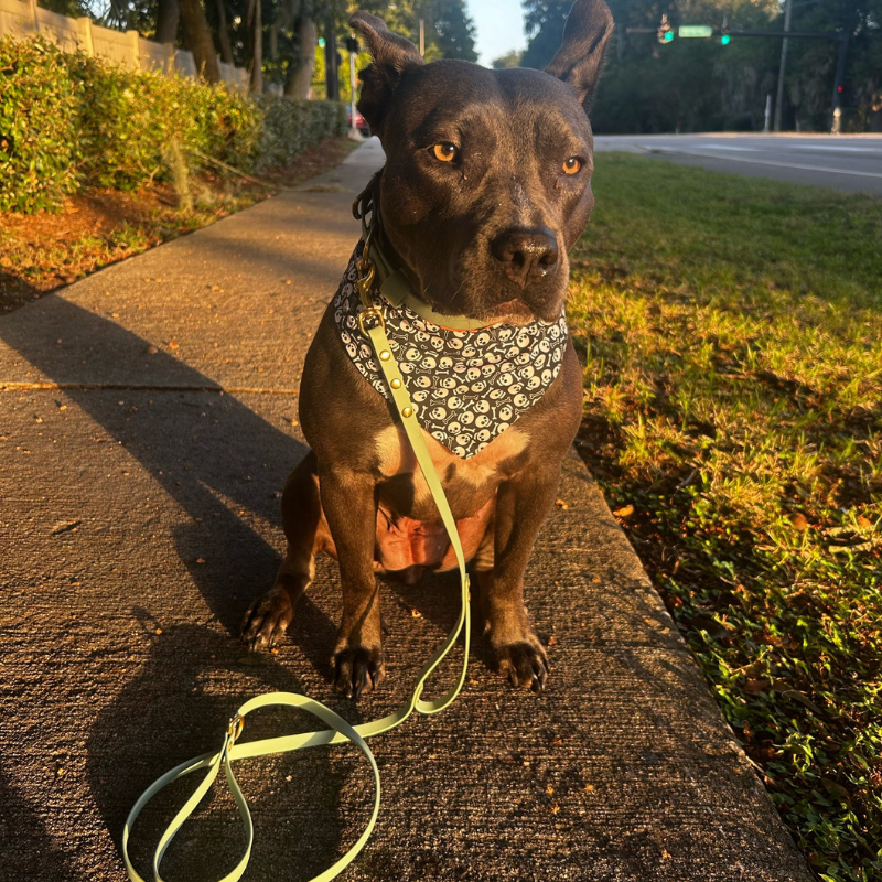 1/2” Simplistic Leash (Waterproof + Odor-Proof)
