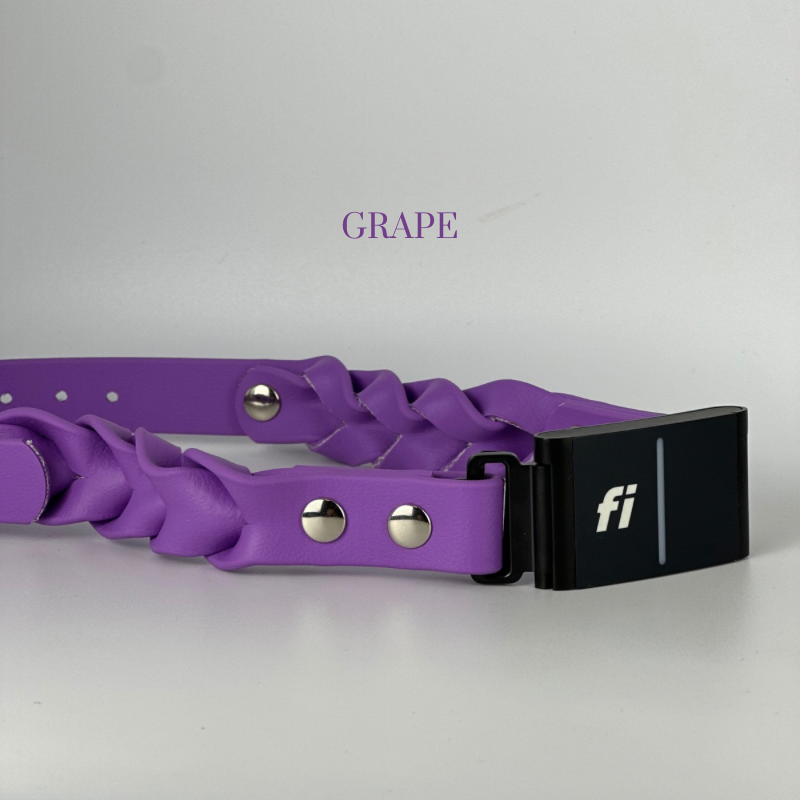 Limited Edition Fi Collar