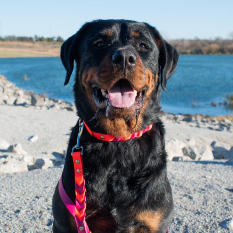Two Toned Double Braided Leash