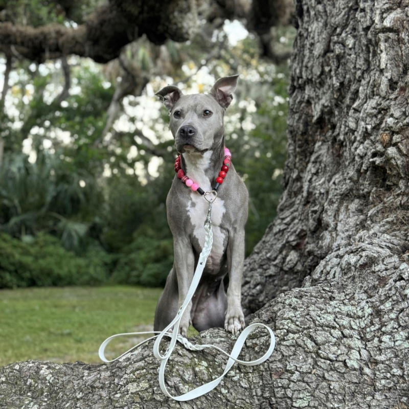 Two Toned Double Braided Leash