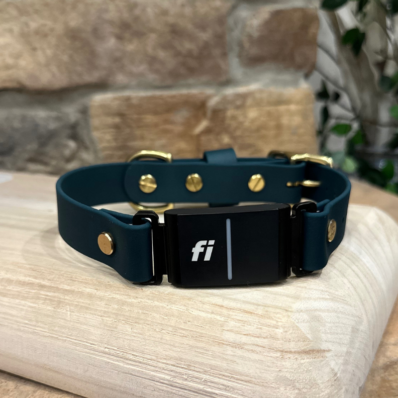 Solid Color Traditional Fi Collar