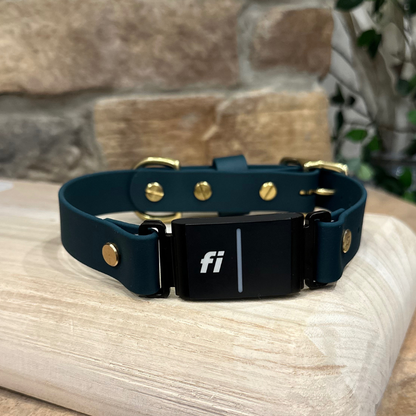Solid Color Traditional Fi Collar