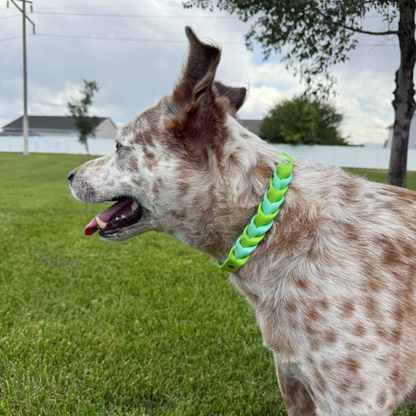 Two Toned Braided Collar