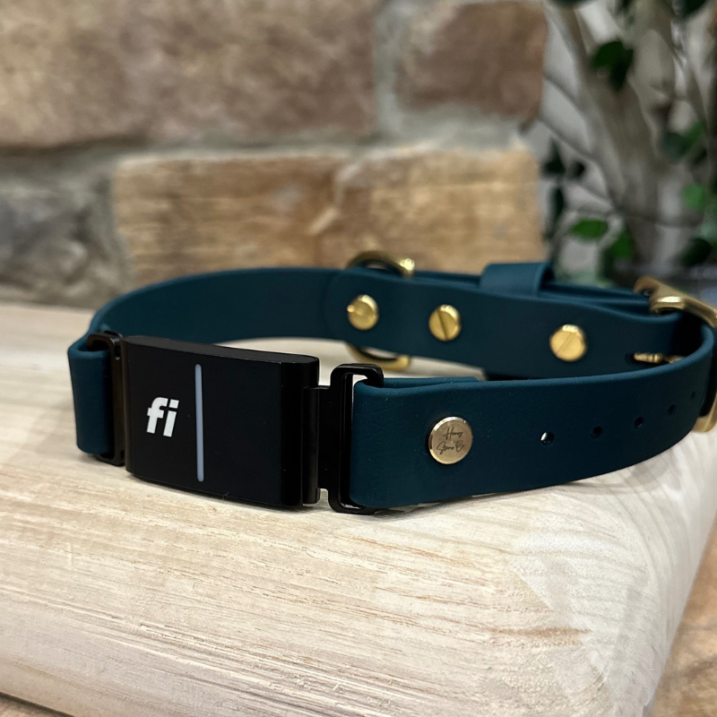 Solid Color Traditional Fi Collar