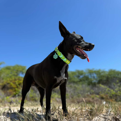 Two Toned Braided Collar