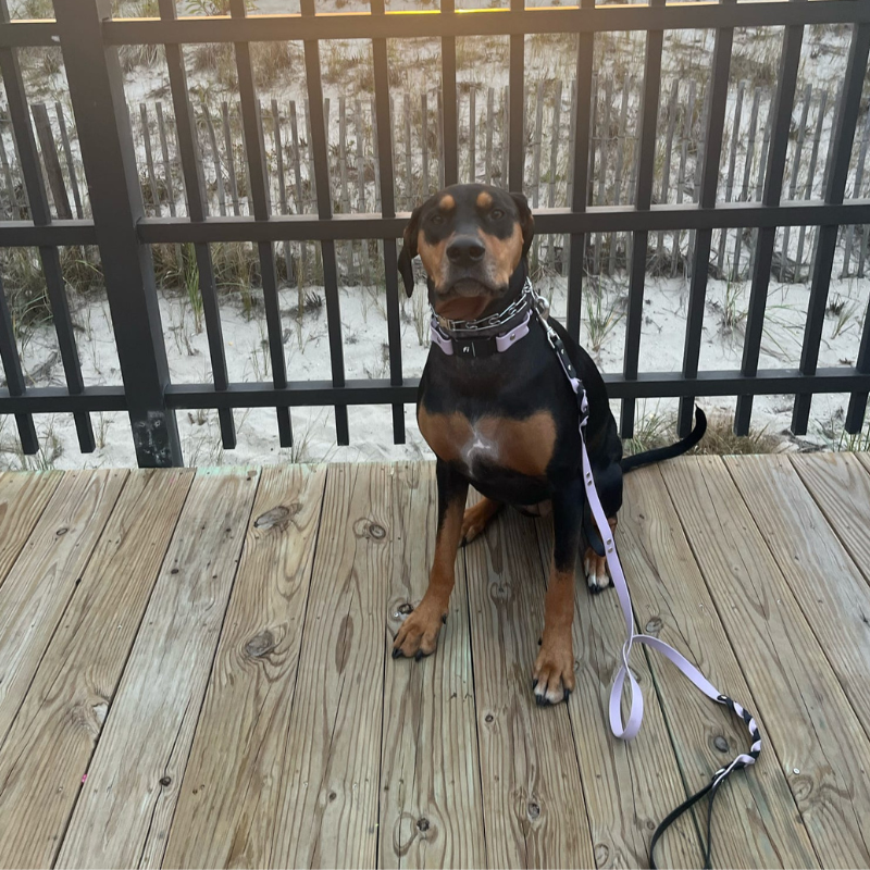 Two Toned Double Braided Leash