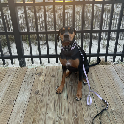 Two Toned Double Braided Leash