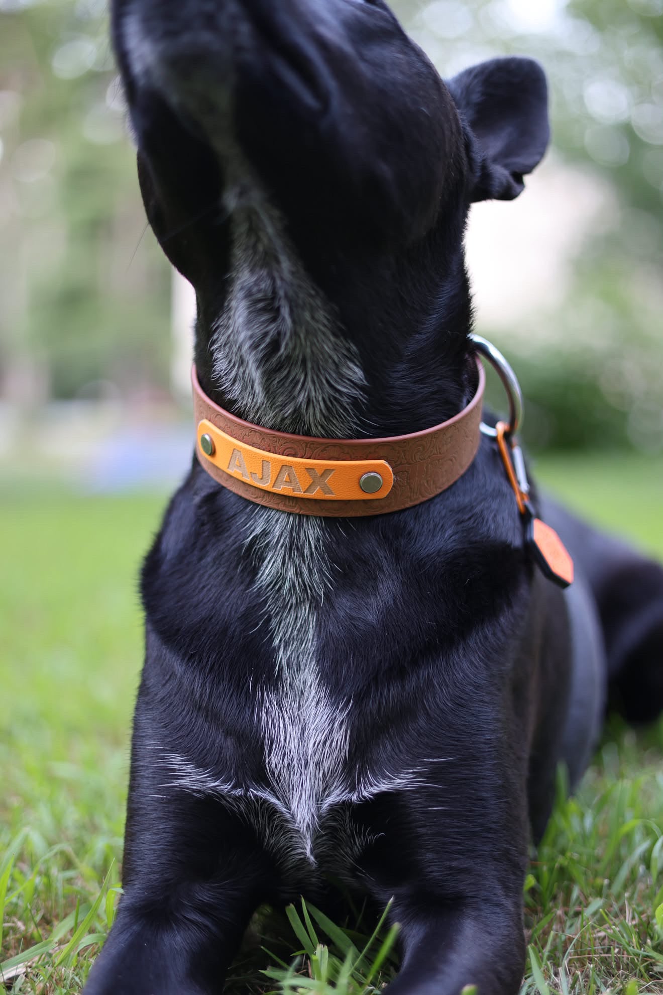 Personalized Engraved Waterproof Biothane Dog Collar. Adjustable Chicago screw variation.