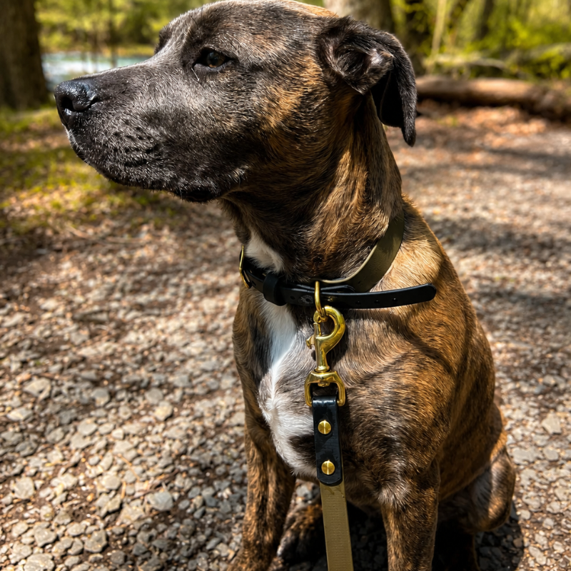 Two Toned Leash (Waterproof + Odor-Proof)