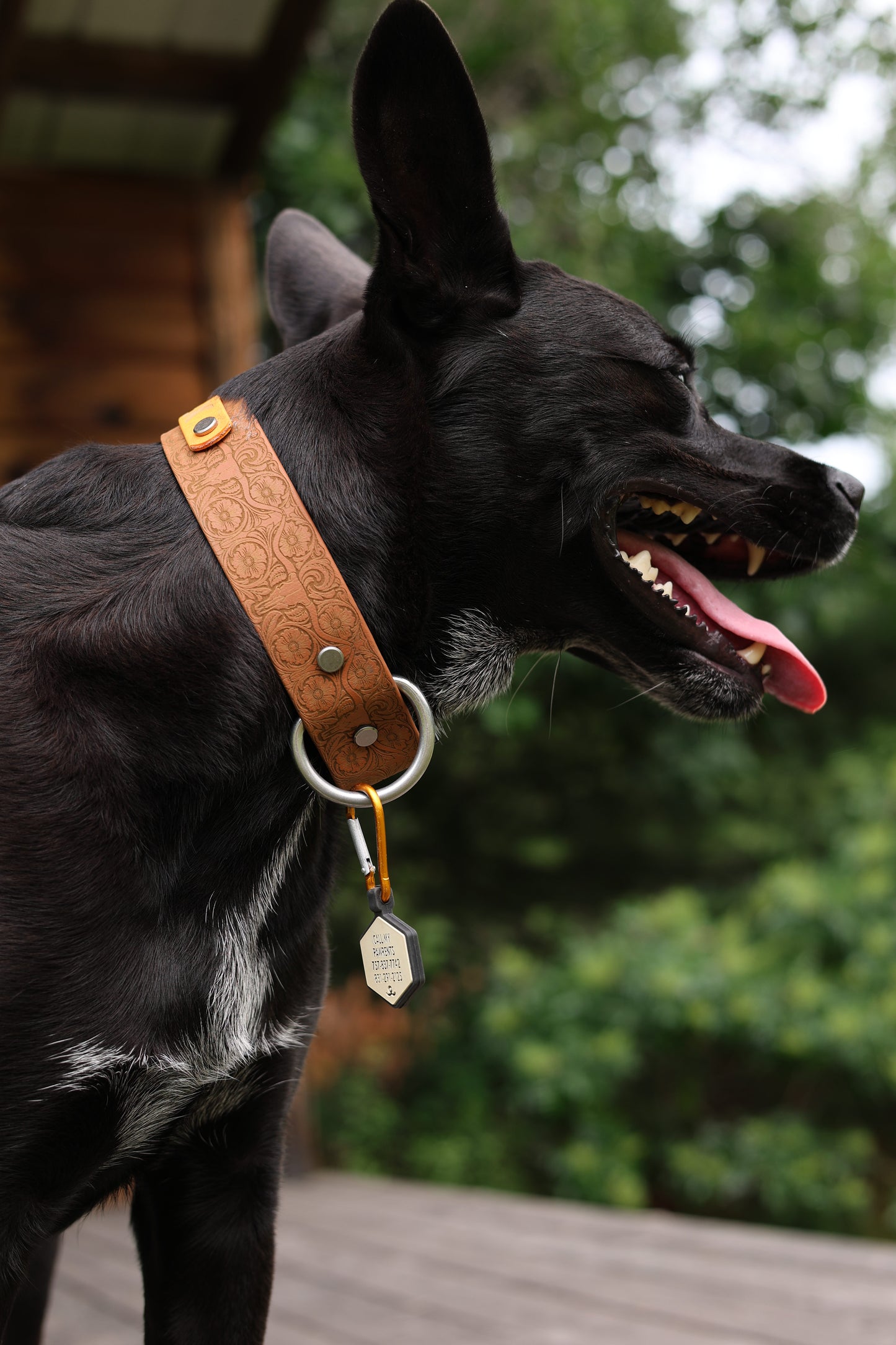 Personalized Engraved Waterproof Biothane Dog Collar. Adjustable Chicago screw variation.