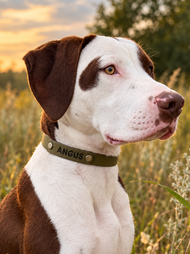 Name Plate Collar (Waterproof + Odor-Proof)