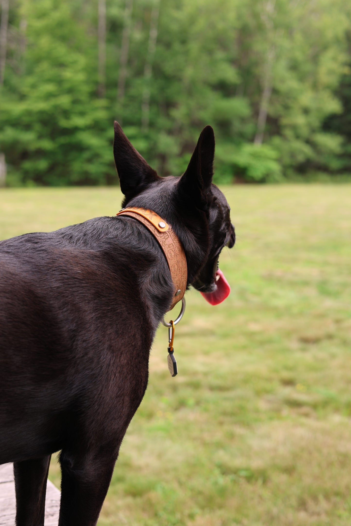 Personalized Engraved Waterproof Biothane Dog Collar. Adjustable Chicago screw variation.