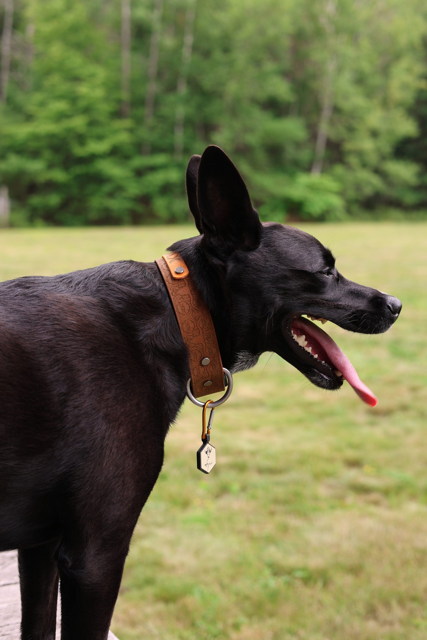 Personalized Engraved Waterproof Biothane Dog Collar. Adjustable Chicago screw variation.