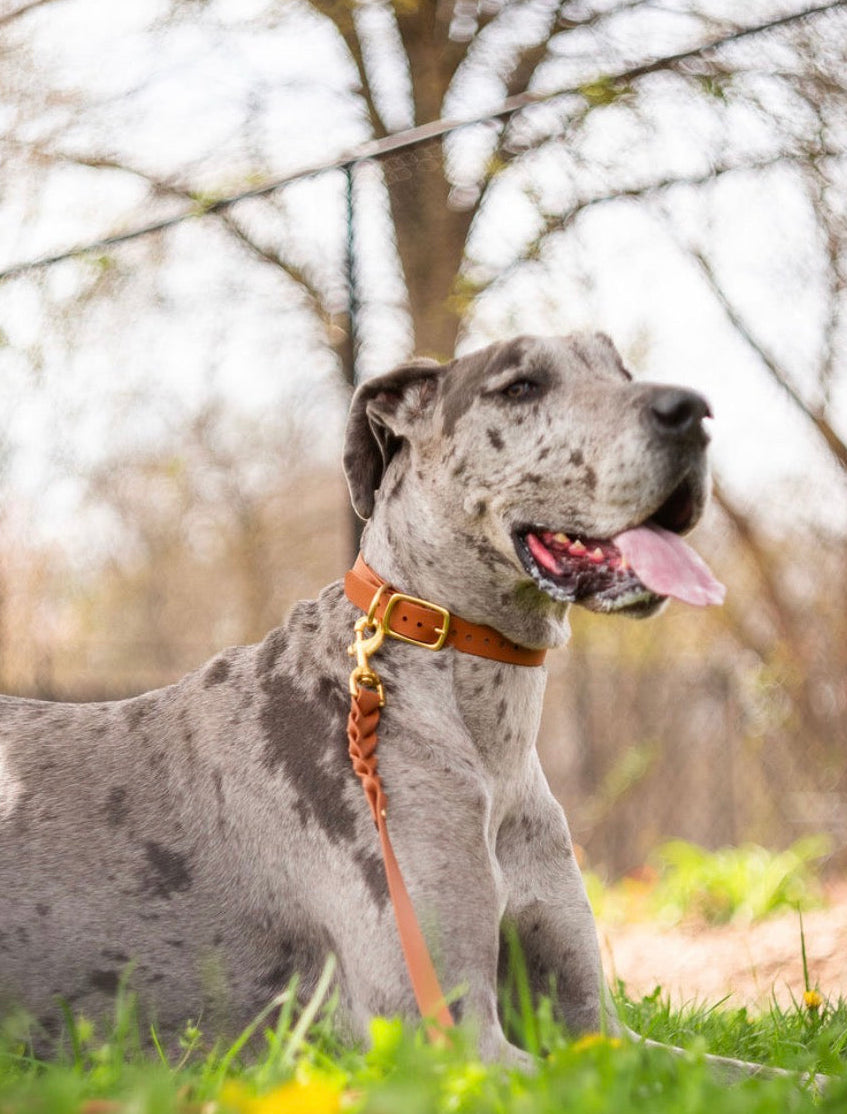 The Ranch Hand (Braided Collar + The Stone 5’ Leash)