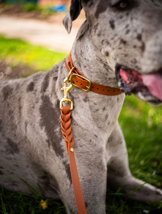 The Ranch Hand (Braided Collar + The Stone 5’ Leash)