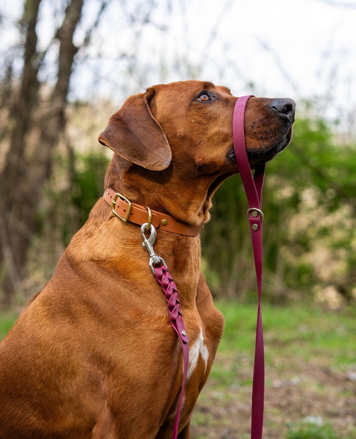 The Ranch Hand (Braided Collar + The Stone 5’ Leash)