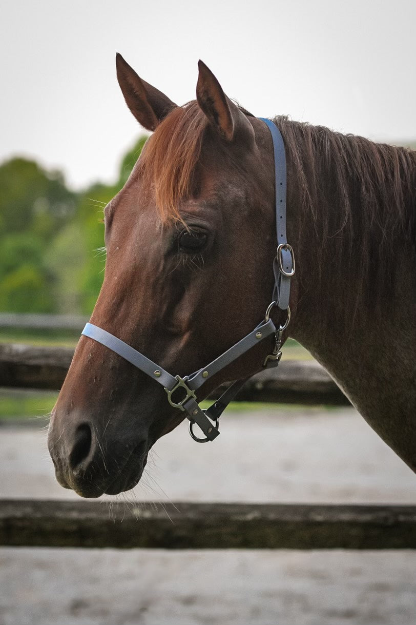 Solid Halter