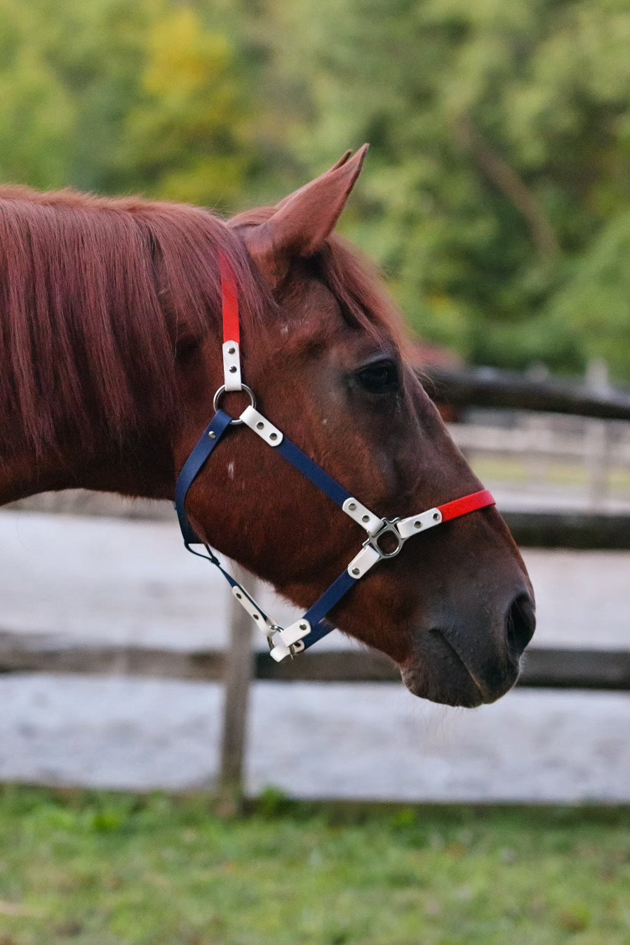 The American Halter